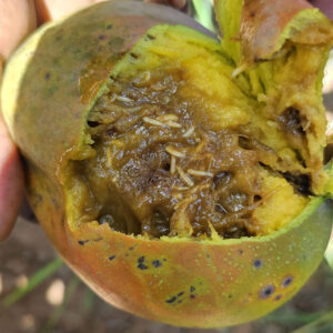 Damage caused by Mango fruit flies.