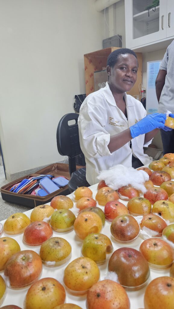Sarine Anyango, an ICIPE technician, prepares mango fruit samples for laboratory experiments on mango fruit fly oviposition.