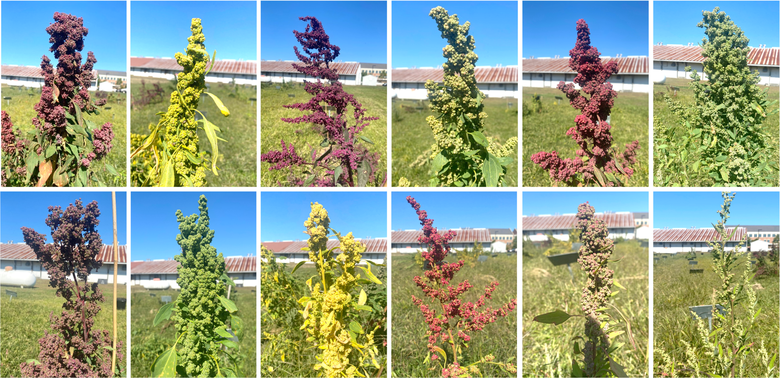 Quinoa germplasm trial plot is shown at the University of Maryland Eastern Shore.
