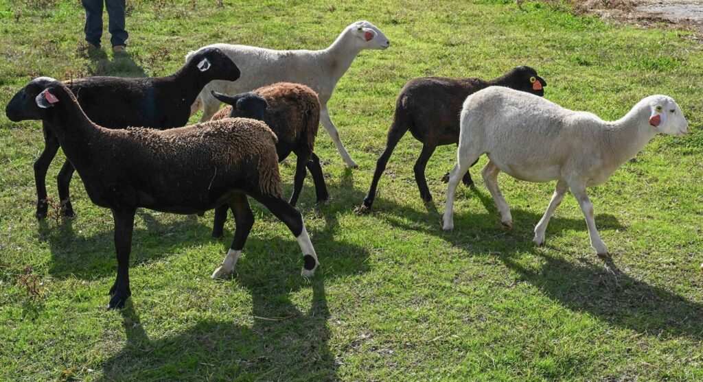 A flock of lambs graze