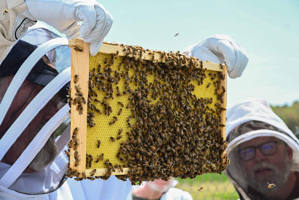 A participant at a bee hive inspection workshop holds up a frame with bees to inspect with the guidance of UMES Extension beekeeper Stephen Goewey