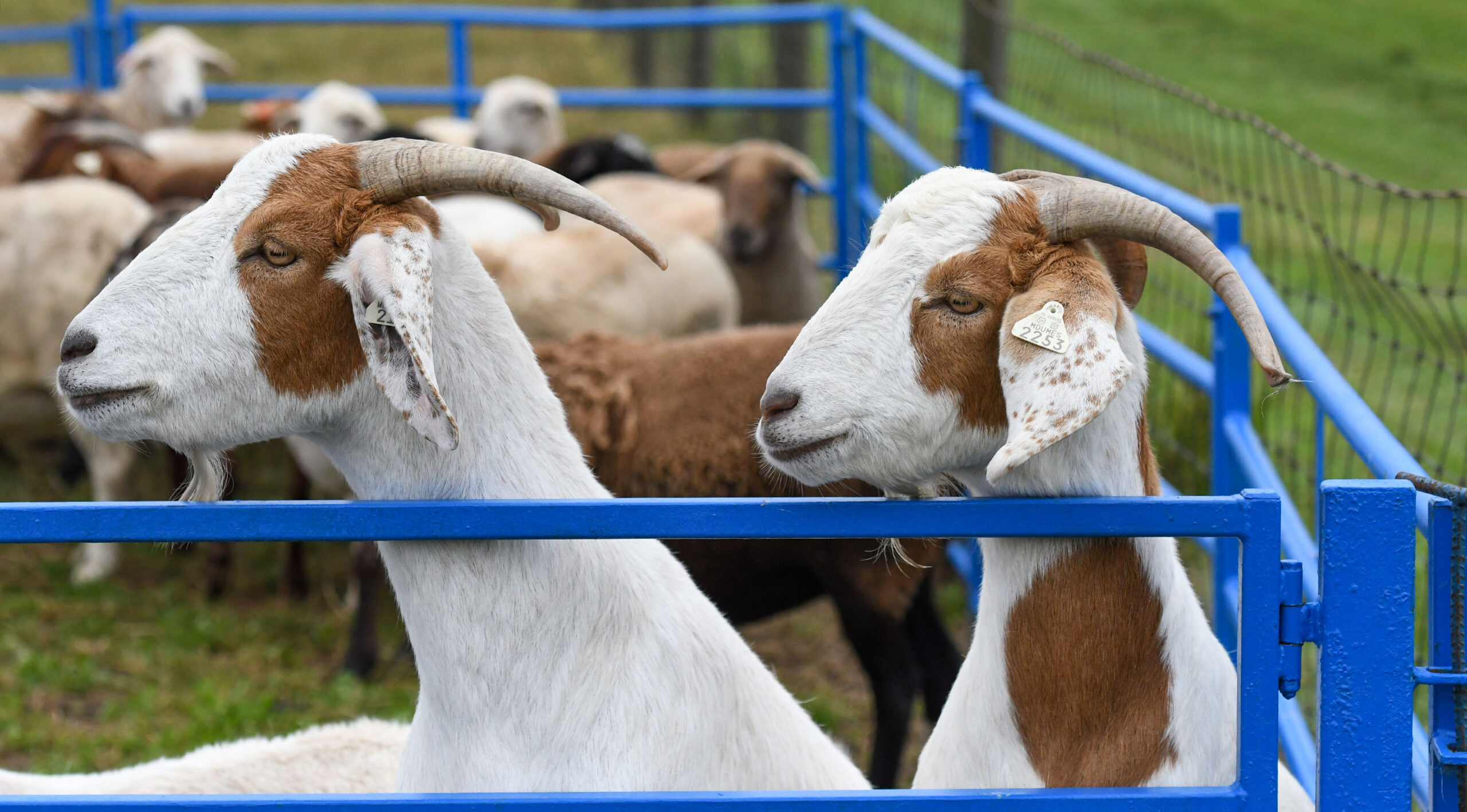 Goats are pictured in an enclosure on a farm.