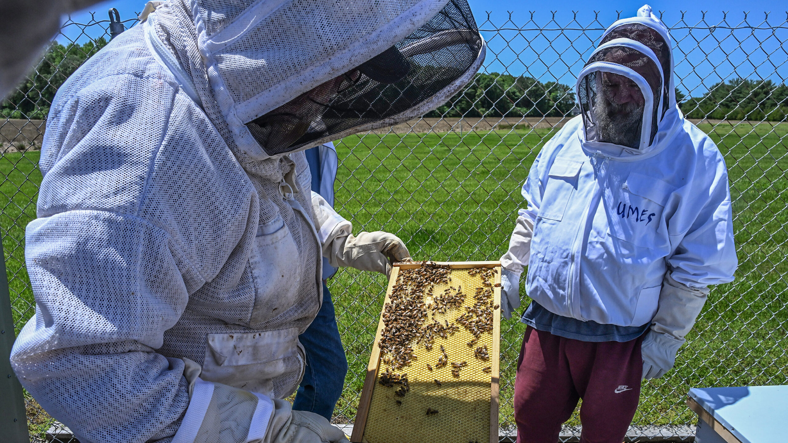 Two people are in protective bee suits to inspect bees on a frame of a honeybee hive in the UMES Apiary Program.