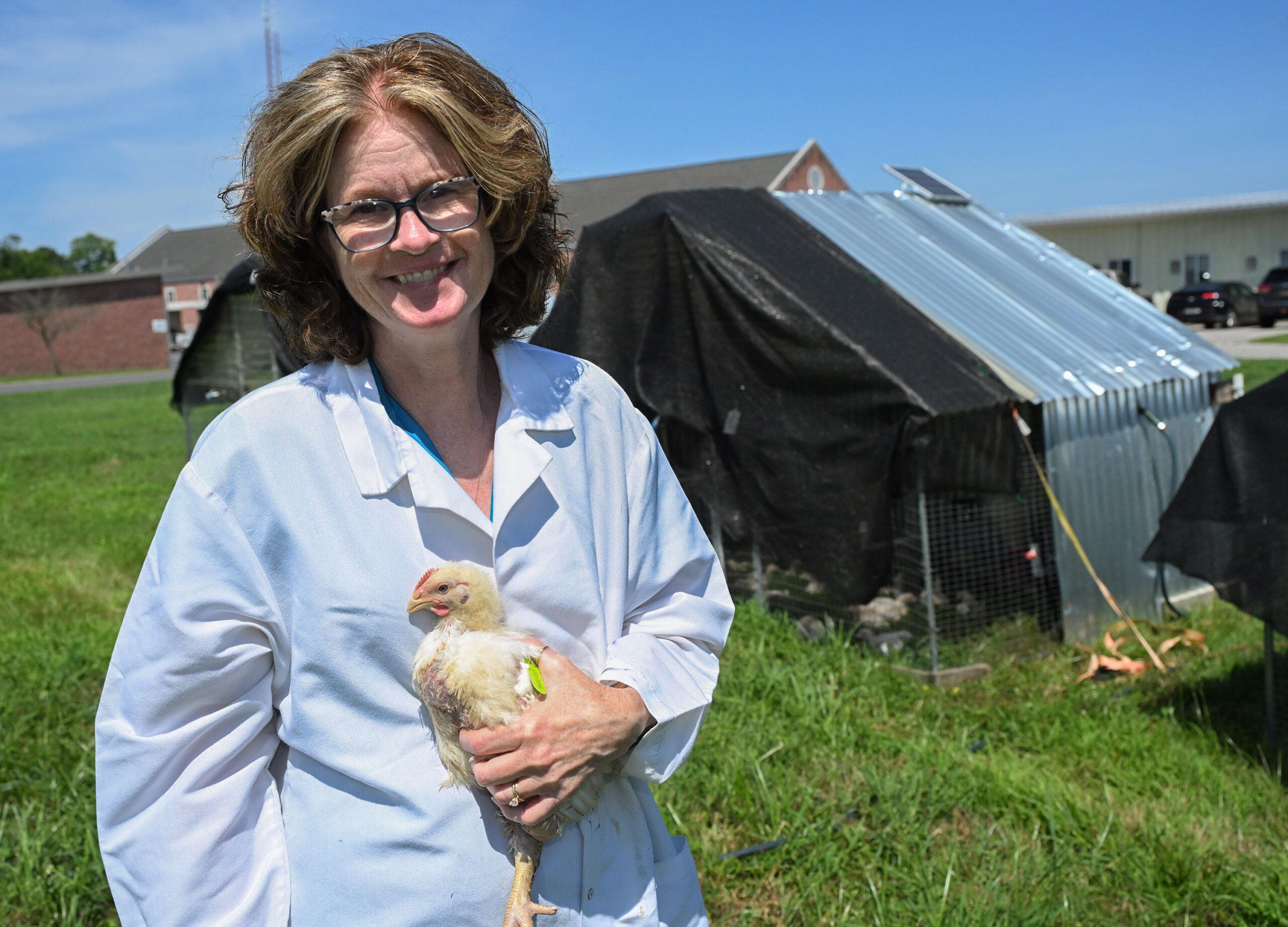 UMES poultry researcher and extension specialist Dr. Jennifer Timmons holds a four week-old chicken she is raising in a pasture poultry system. Photo by Todd Dudek/UMES Ag Communications.
