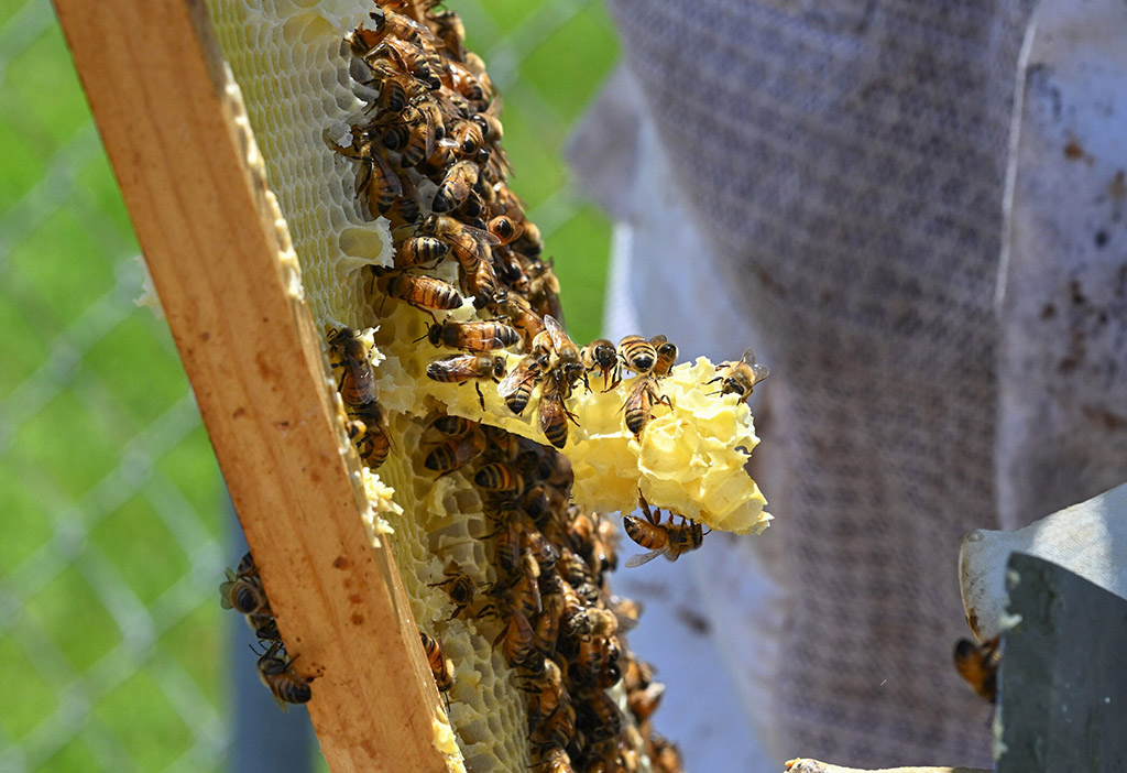 Bees in a hive.