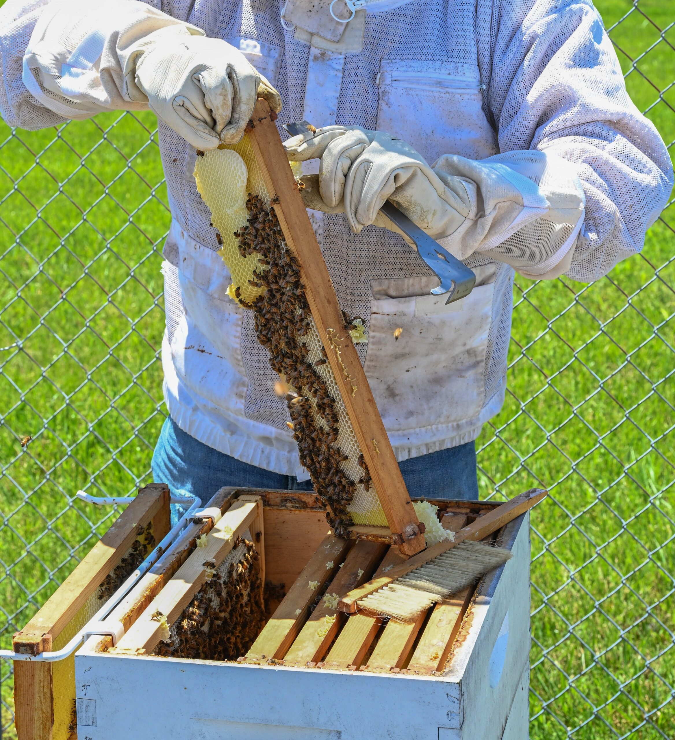 A beekeeper inspects a a frame from a honey super.