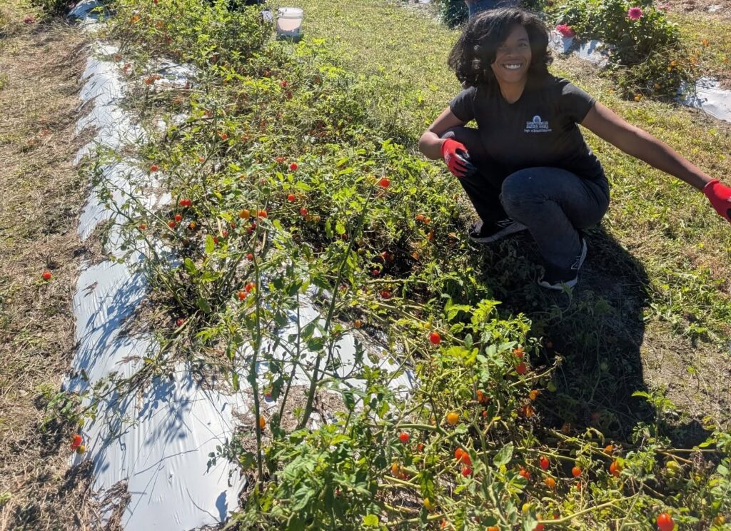 A volunteer picks cherry tomatoes on UMES' farm for donation to a nonprofit. 