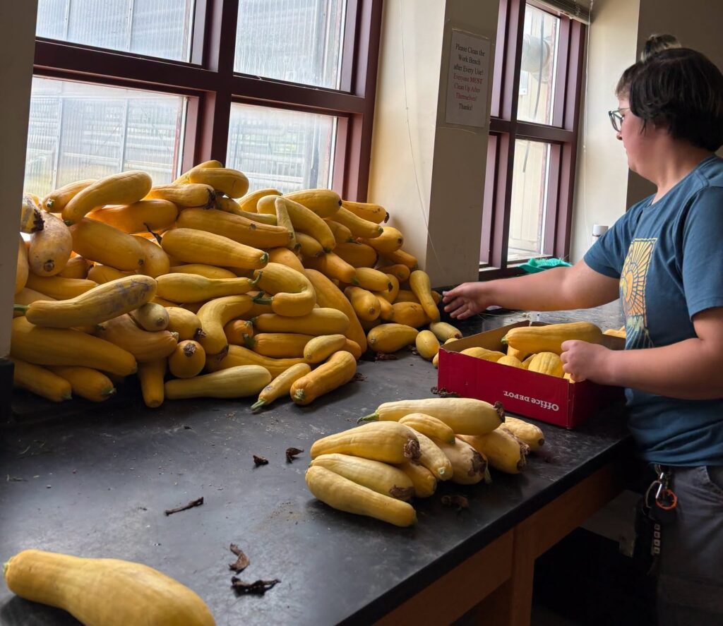 A summer undergraduate researcher packs yellow squash leftover from a project for donation to Society of St. Andrew-Delmarva.