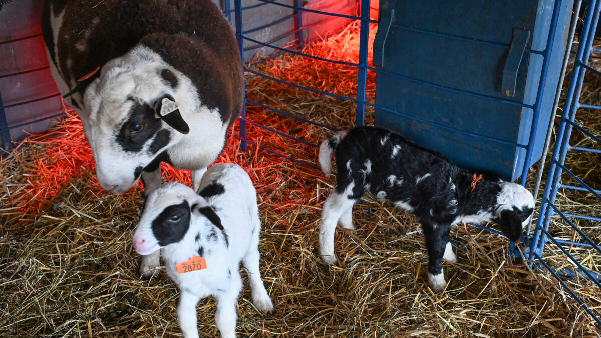 UMES SVM students with sheep and goats