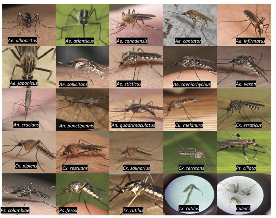 A collage of mosquito species encountered on Maryland's eastern shore.